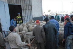 موزِّعو أكباش العيد مُهددون بالحرمان من الترشح في الإنتخابات