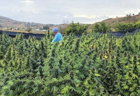القنب الهندي المقنن يترقبون تمديد فترة زراعة "البلدية" في المغرب